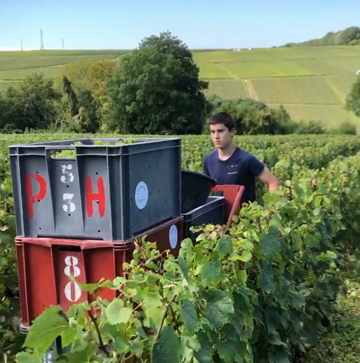 Des travaux viticoles de la taille à la vendange en Champagne
