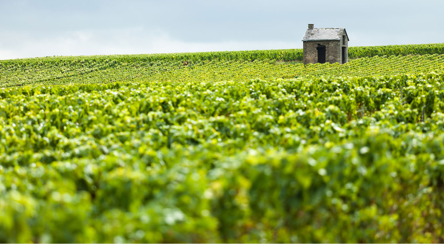 DES TRAVAUX VITICOLES DE LA TAILLE À LA VENDANGE EN CHAMPAGNE